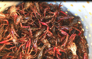 Dodie's Rockwall Cajun Crawfish cooking